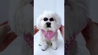 My flutty fashion icon.🐶🕶️#dogs #dogshorts #dogsofyoutube #doglovers#petdaer#plushies My flutty fashion icon.🐶🕶️#dogs #dogshorts #dogsofyoutube #doglovers#petdaer#plushies