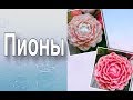 Обзор форм пионов/Букеты из мыла/Мыловарение