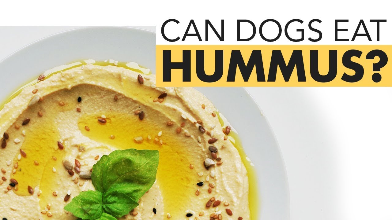 Can Dogs Eat Hummus - YouTube