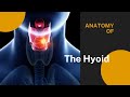 Anatomy of the hyoid