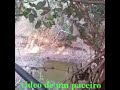 Espera de veado Video de um paceiro