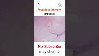 fetal development process pregnant fetus development ultrasound doppler babyboy pregnancy