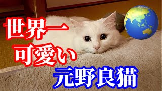 甘え方が世界一可愛い元野良猫