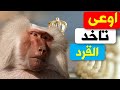 اوعى تاخد القرد | مدير لأول مرة | Don't take the monkey