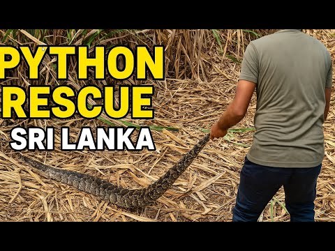 We Rescued a Giant Python Hiding in a Sugarcane Field – Sri Lanka!🐍🌾
