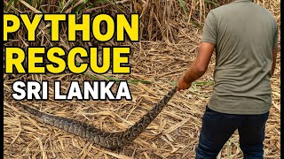 We Rescued a Giant Python Hiding in a Sugarcane Field – Sri Lanka!🐍🌾