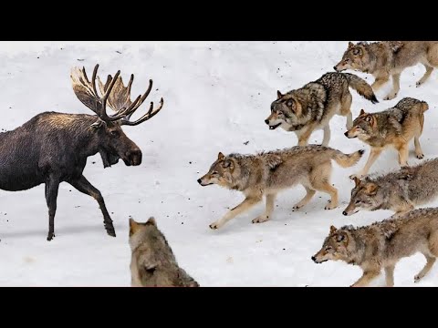 Видео: Эти Волки Окружили Огромного Лося! Вот Что Было Дальше...