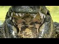 OMARGOSHTV, Harland Williams, Gigantic Alligators & Huge Crocodiles!