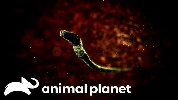 Child Contracts A Parasite That Completely Shuts Her Body Down | Monsters Inside Me | Animal Planet