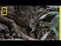 Eagle vs. Water Chevrotain | National Geographic