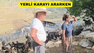 Nihayet Çukur Yayla! Keçiler Var Ama Yerli Kara İnekler Nerede?