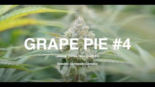 Strain Highlight: Grape Pie 4 (GP4)