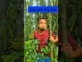 Impossible Trap Test #trap #funny #birds #survival #nature #villagelife