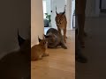 😱🐾 Caracal Mother Explodes to Protect Her Kitten