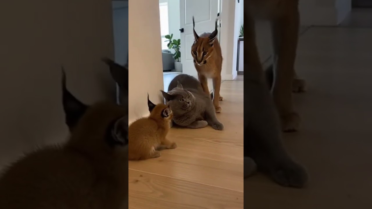 😱🐾 Caracal Mother Explodes to Protect Her Kitten