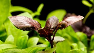 Amazing Nature - Plants Dancing In Time Lapse