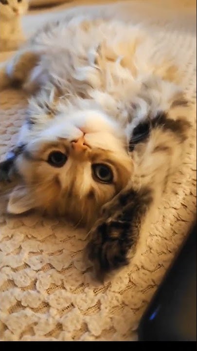 Шотландские плюшки свободы для резерва💝ещё больше котят по 89033443877 ...