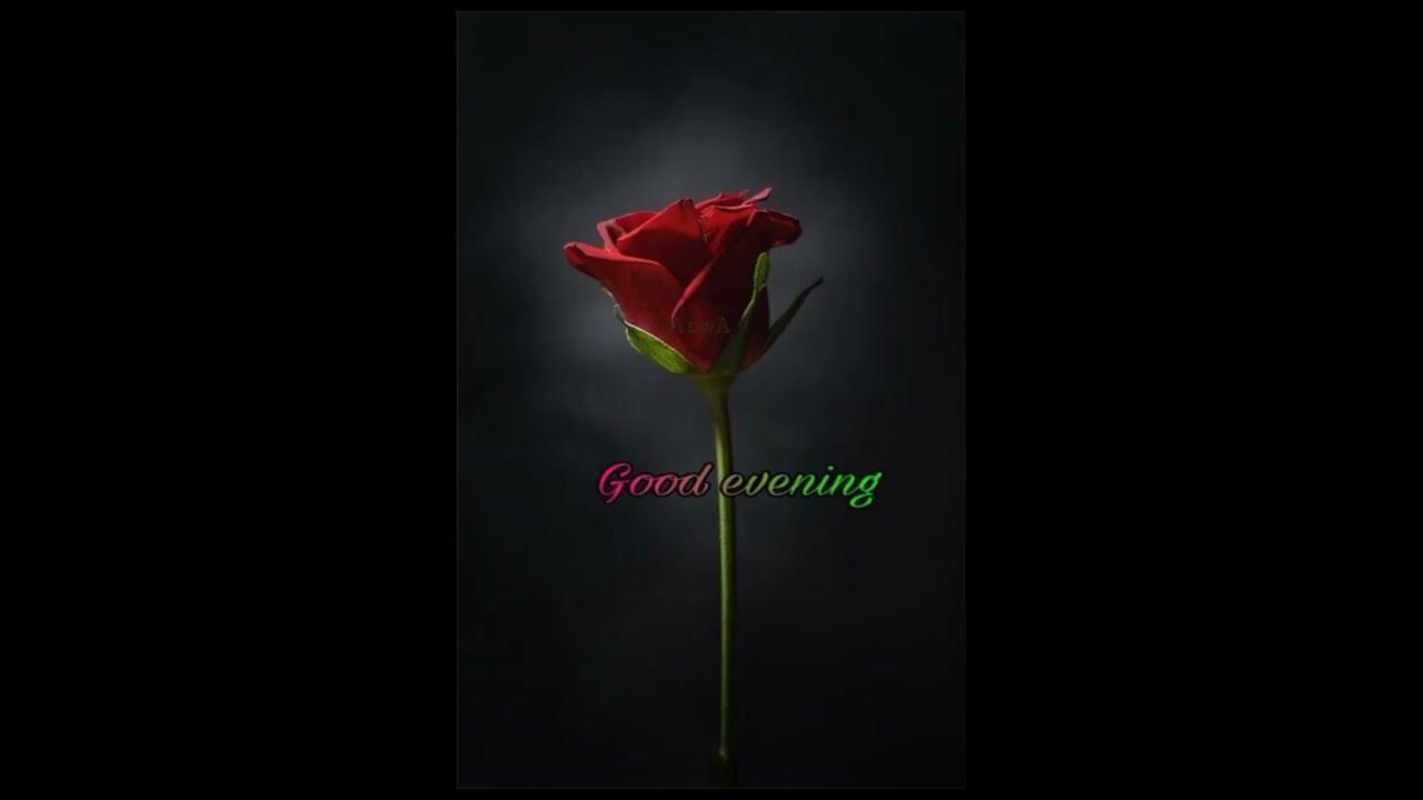 Good evening greetings🌼🌷🌼🌷🌼🌷🌼🌷🌼🌷🌷#goodeveningwishes #goodeveningvideo #goodeveningstatus