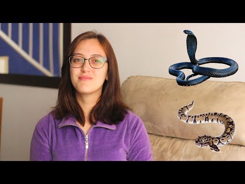 Vídeo: Como Distinguir Uma Cobra De Uma Víbora