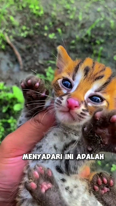 Pria ini tidak sengaja bertemu kucing unik ditengah hutan🥺❤️