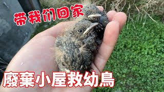 When the young bird screamed  the young man came to the abandoned hut  but only saved 3 [masked bir