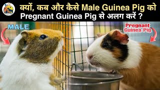 Guinea Pigs : Can i keep male with pregnant guinea pig