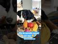 Gente! Peraltices que vai passar! Eu espero rs 🤦🏻♀️ #falandodainfância #bernesemountaindog