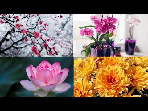 Video: Si Lulëzojnë Magnolitë