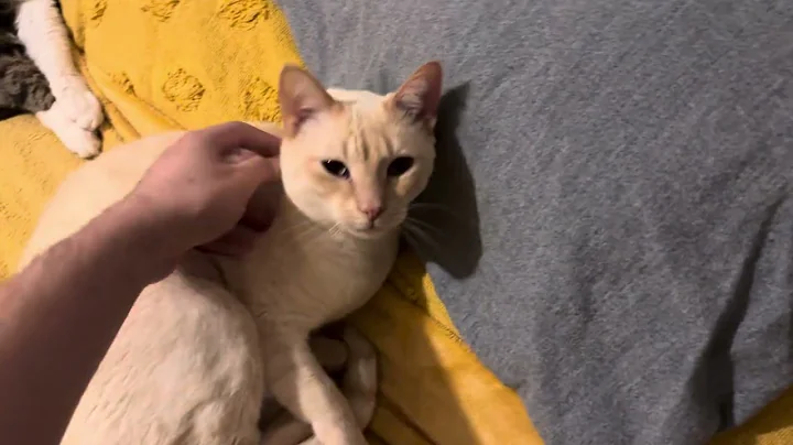 Video 11888821: flame point siamese cat, cat snow