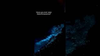 Bioluminescence in Maldives #maldives #bioluminescence #shorts
