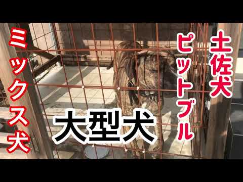 大型犬 土佐犬とピットブルのミックス犬pitbull Tosainu Youtube