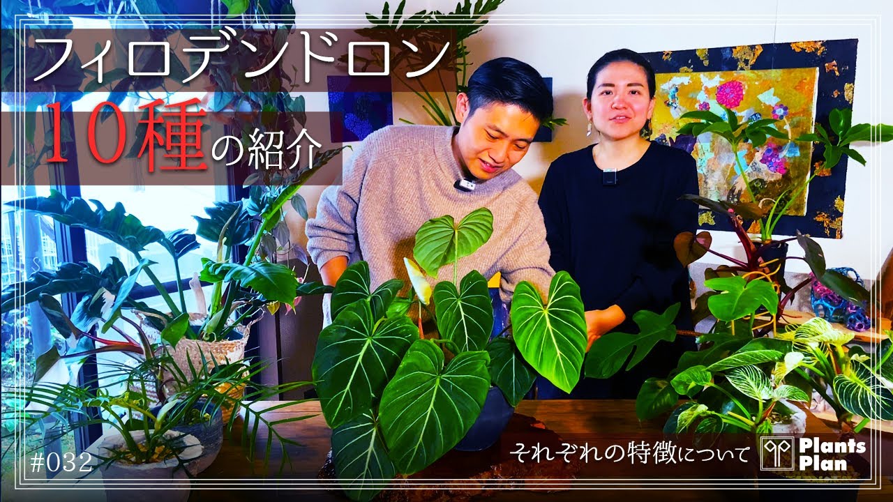 032 【植物紹介】フィロデンドロン 10種の紹介 (可愛すぎる！それぞれ