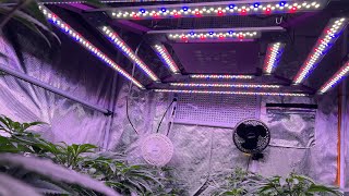 How 2 Grow The Best With The Best Led Grow Light. @KindLEDGrowLights X² Version 2