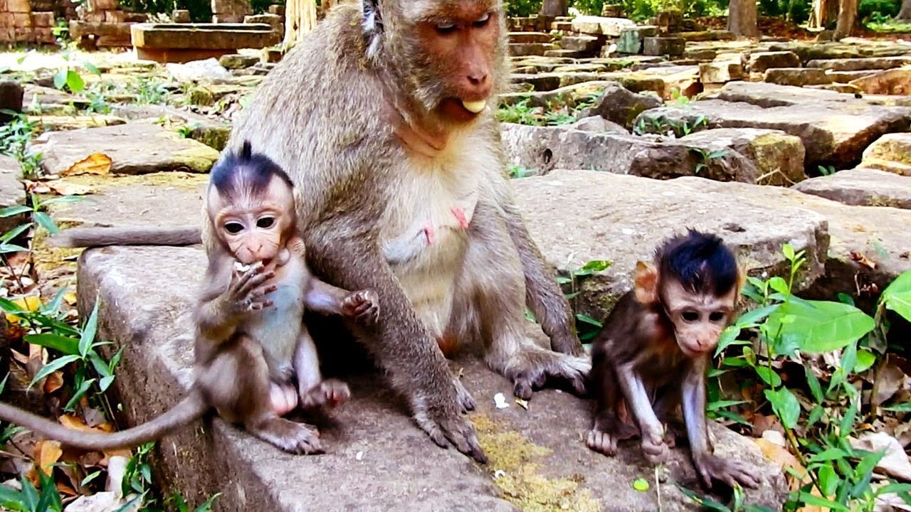 maciço de baturité Super cute babies Monkeys Maci & Maddix/ Both cute babies Know eating