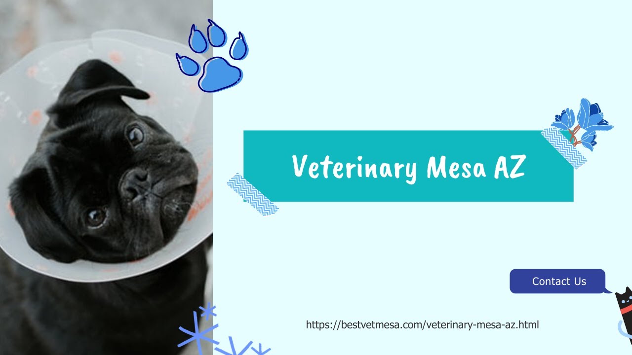 Veterinary Mesa AZ YouTube