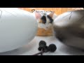 猫の留守番音楽🐾不安を抱える猫ちゃんに捧げる音楽【432Hz, + 528Hz】心配してストレスを感じた猫ちゃんのための深い癒しの音楽.奇跡の周波数で猫ちゃんのストレスを開放。
