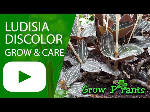 Ludisia discolor - grow & care (Indoor Orchid)