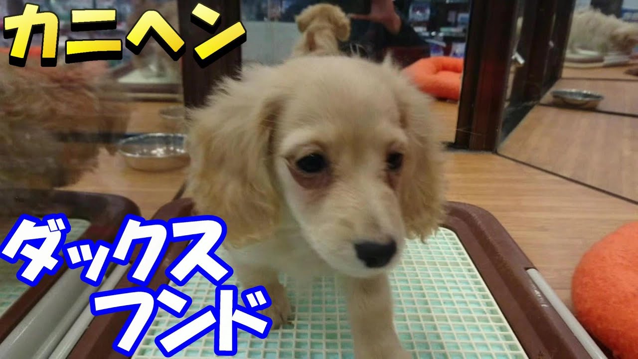 カニヘンダックスフンド Youtube カニヘンダックスフンド Youtube