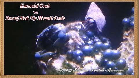 Emerald Crab vs Dwarf Red Tip Hermit Crab