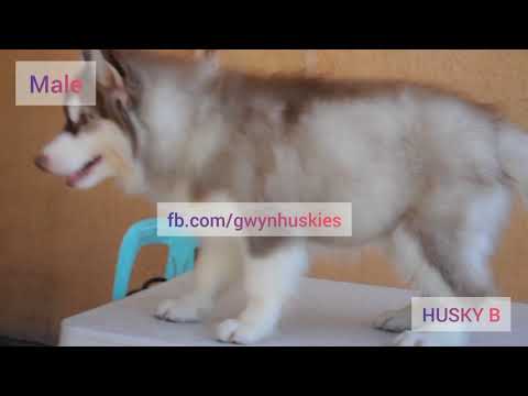 Wooly Siberian Husky Philippines - PH Woolly Agouti Line