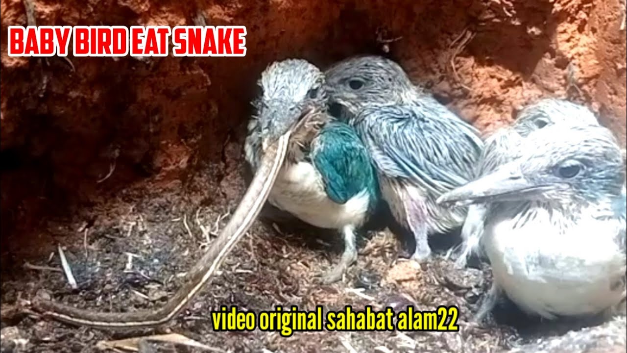 BABY BIRD EAT SNAKE ‼️ SAMPAI KELOLOTAN KINGFISHER - YouTube
