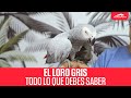 El Loro Yaco (Psittacus erithacus) | TODO LO QUE DEBES DE SABER antes de COMPRAR UNO