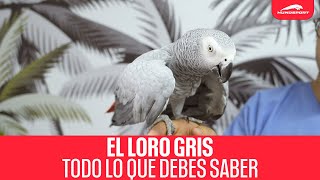 El Loro Yaco (Psittacus erithacus) | TODO LO QUE DEBES DE SABER antes de COMPRAR UNO