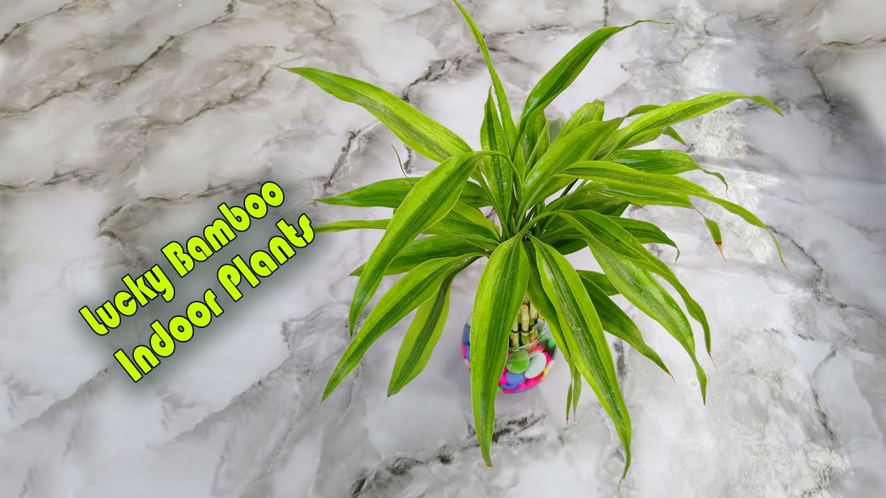 Lucky Bamboo Indoor Plants Decoration with Color Stone Episode 04