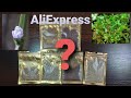 Масштабное исследование семян почвопокровных растений для аквариума с AliExpress