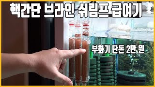 가성비 극강의 브라인쉬림프 부화키트! 그냥 제끼면 됩니다!!! [애니몰로TV]