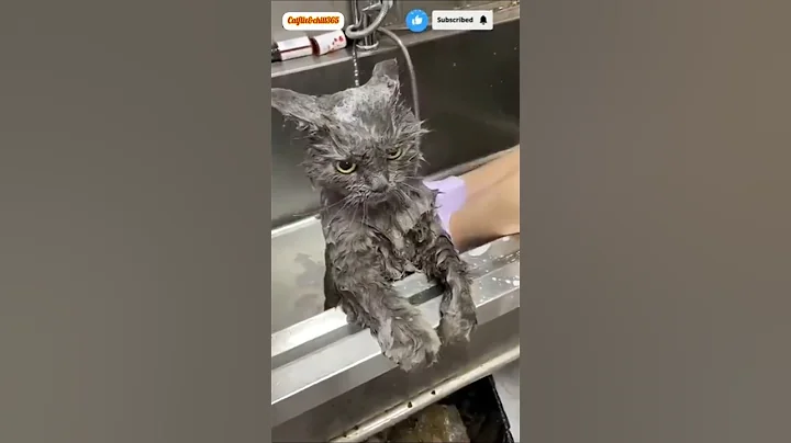 Video 11708281: bath kitten catlover, cat kitten bathing, cat bath water