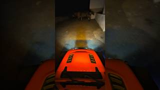 RC Night Run Unexpected Guest!