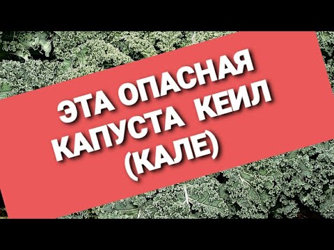 ЭТА ОПАСНАЯ  КЕЙЛ (КАПУСТА КАЛЕ)