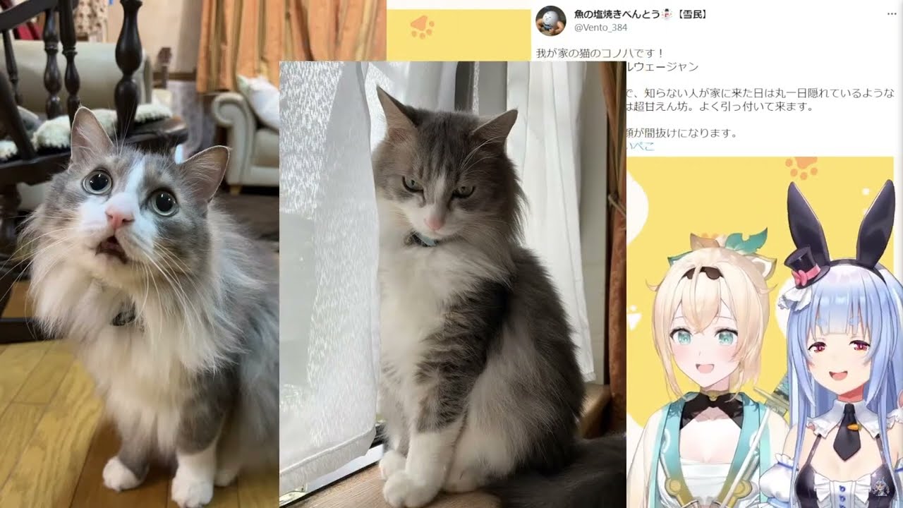 凛々しい顔と間抜けな顔のギャップがすごい猫ちゃんを見て、ツボりまくるぺこらｗ【ホロライブ/切り抜き/VTuber/ 兎田ぺこら / 風真いろは 】